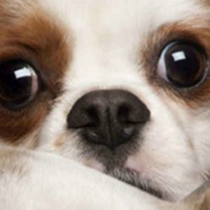 Meet your Posher, Levi